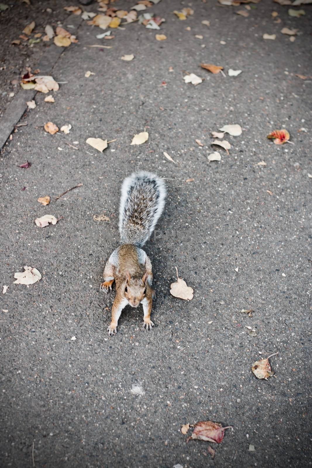 Small nice wild squirrel in public park. Wild animals concept. Richmond, London.
