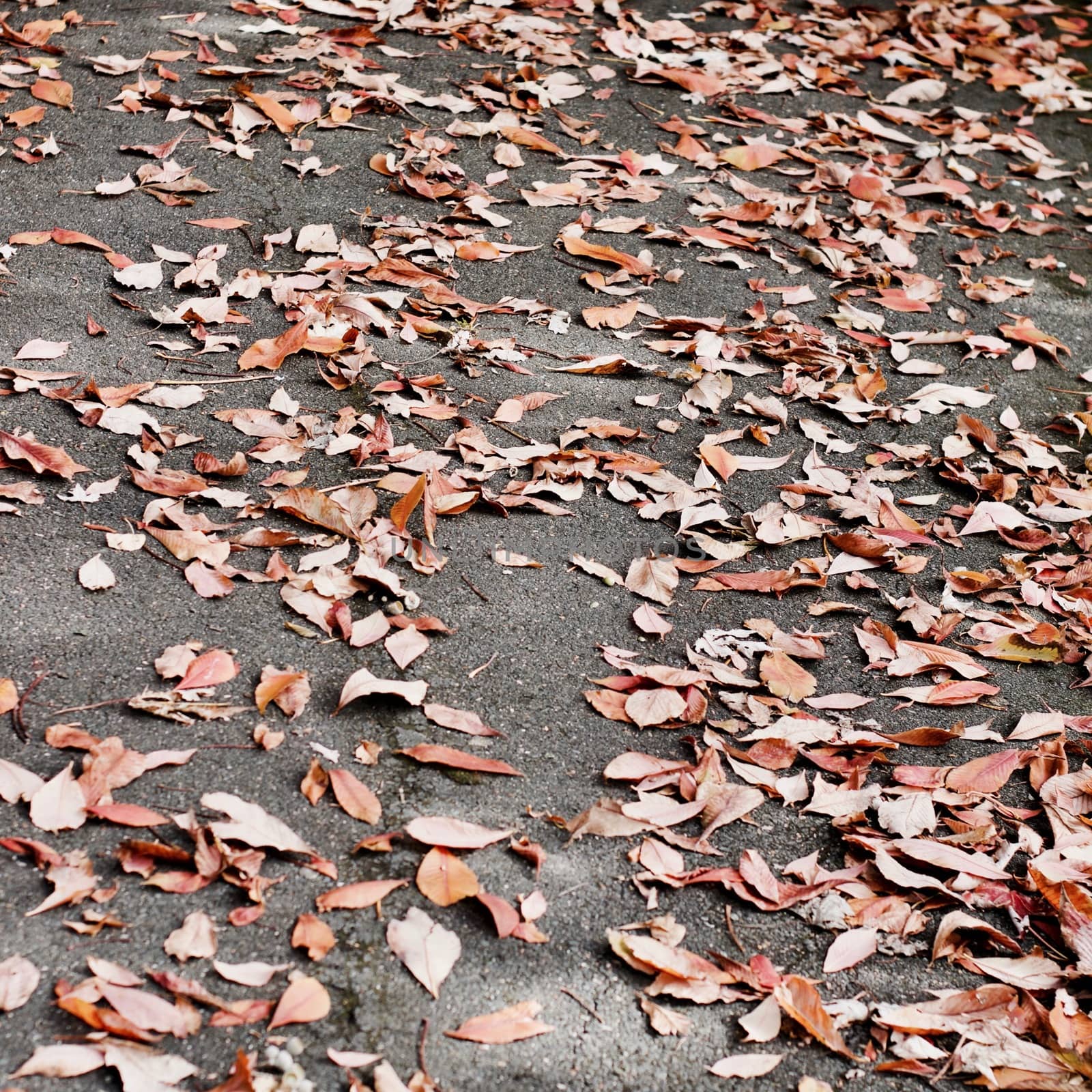 Leafs on the footpath in park. Richmond, London autumn concept.