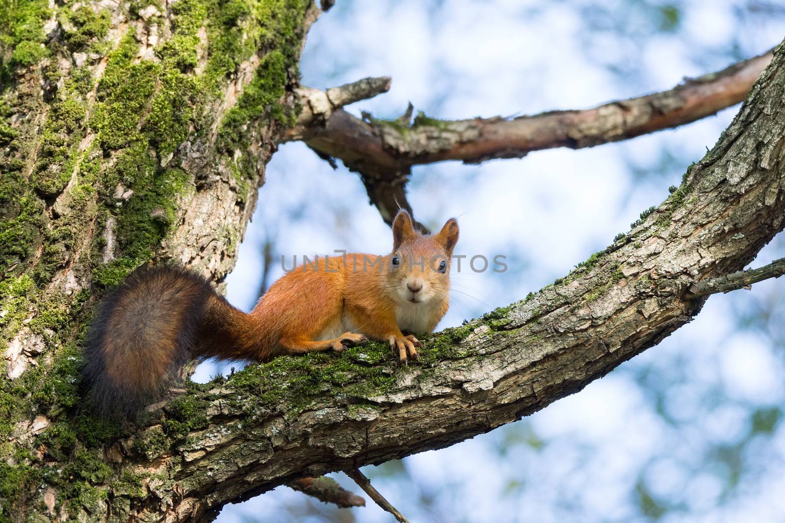 squirrel on a branch by AlexBush