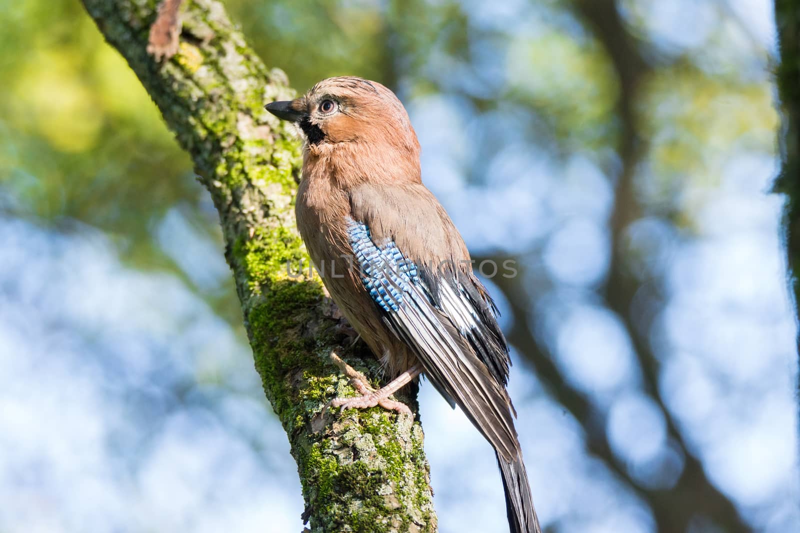 Garrulus glandarius on a branch, park, summer, autumn