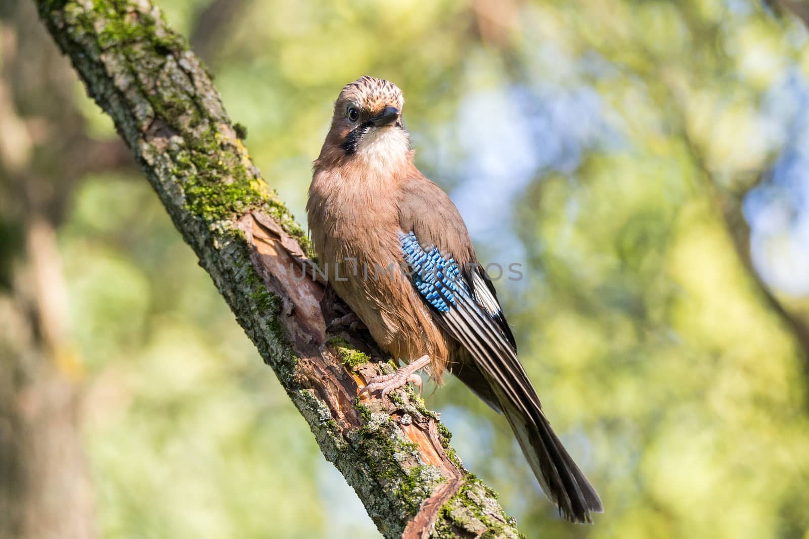 Garrulus glandarius on a branch by AlexBush