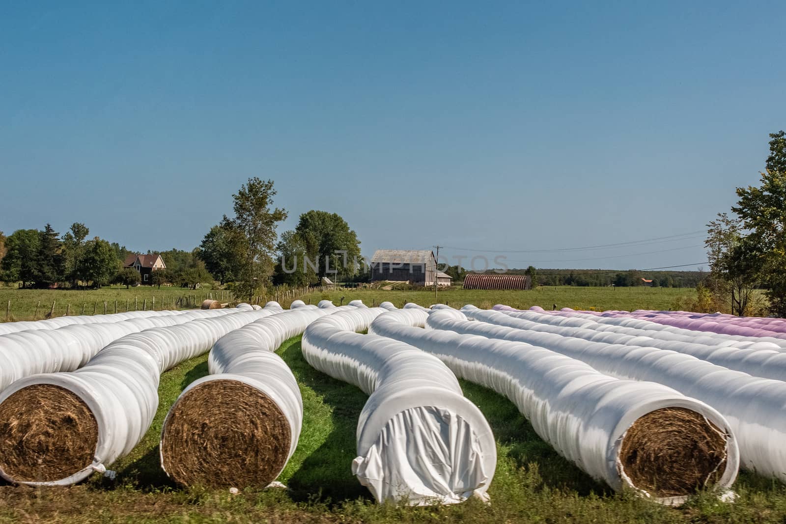 The  farmer neatly packed the hay into rolls and wrapped them in two-color polyethylene