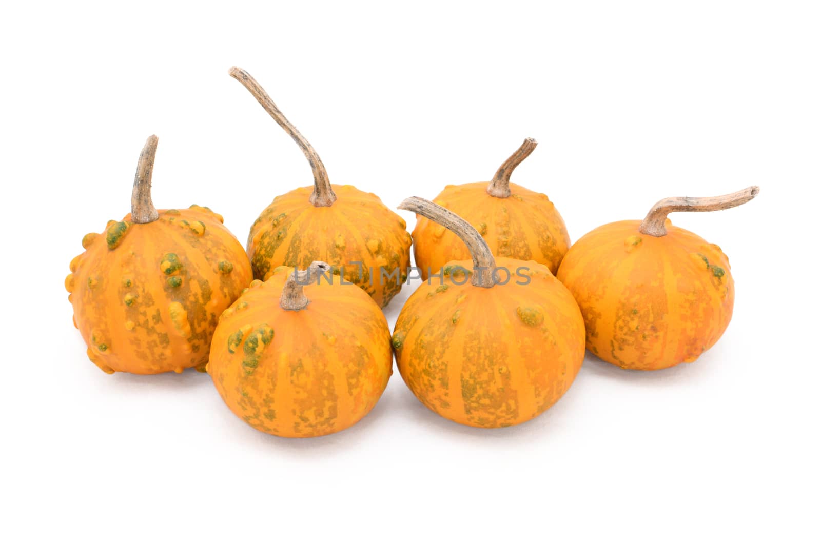 Group of six small round warty ornamental gourds, orange with green markings, isolated on a white background