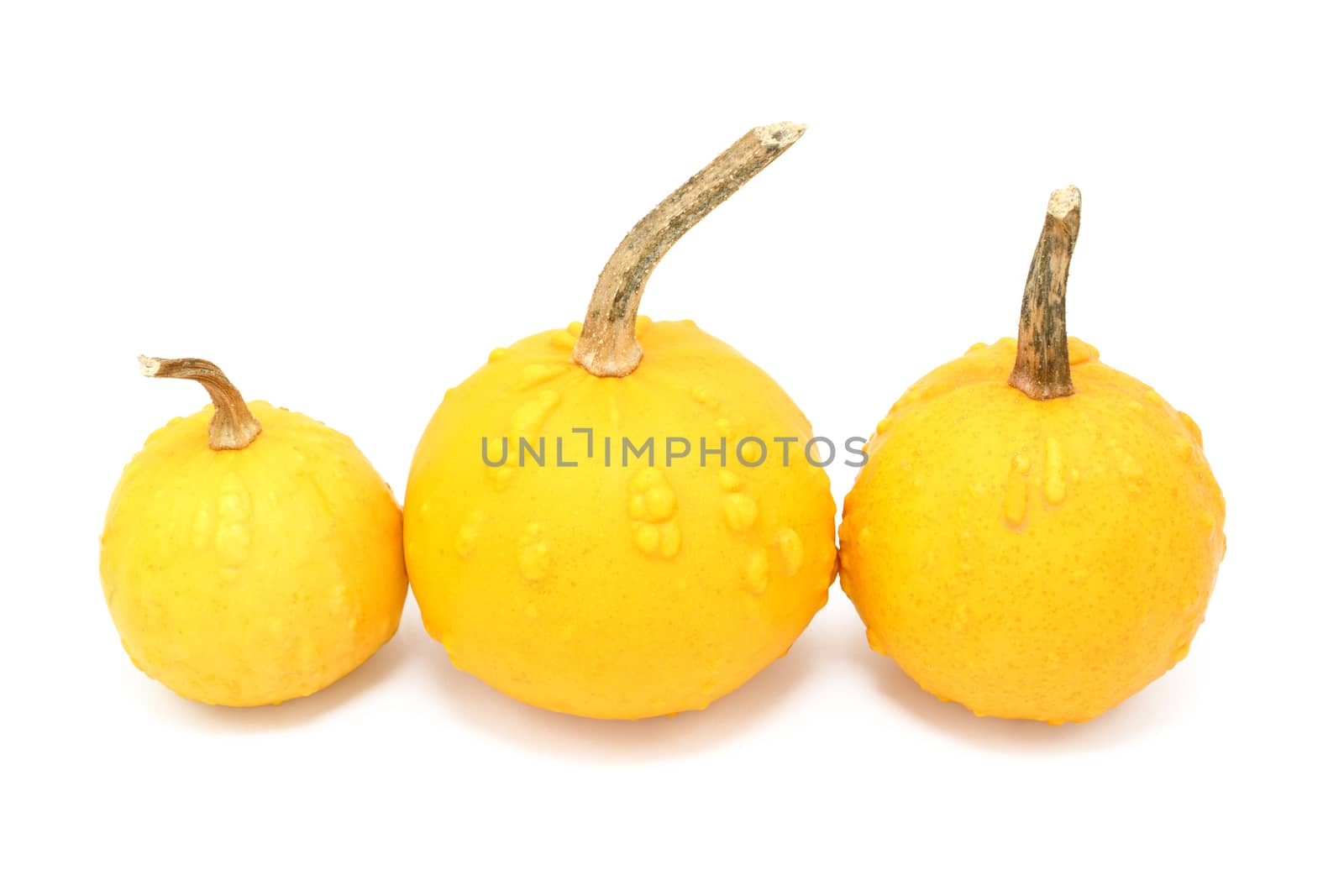 Three round orange ornamental gourds with warty lumps in different sizes, isolated on a white background