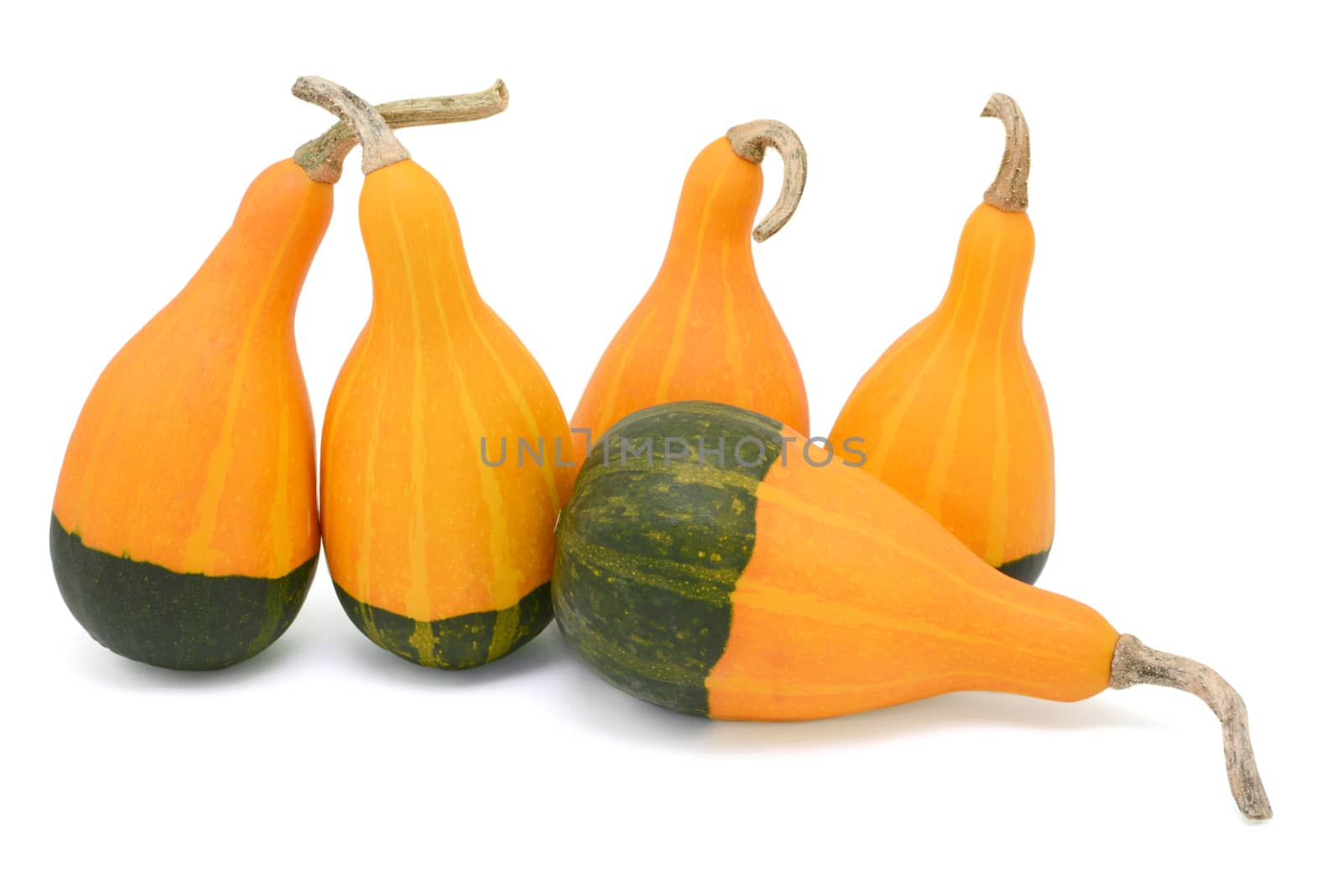 Group of five smooth-skinned, pear-shaped orange and green ornamental gourds, four upright, one flat, isolated on a white background