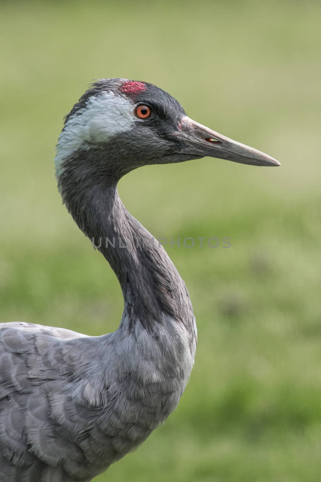 Common crane by alan_tunnicliffe