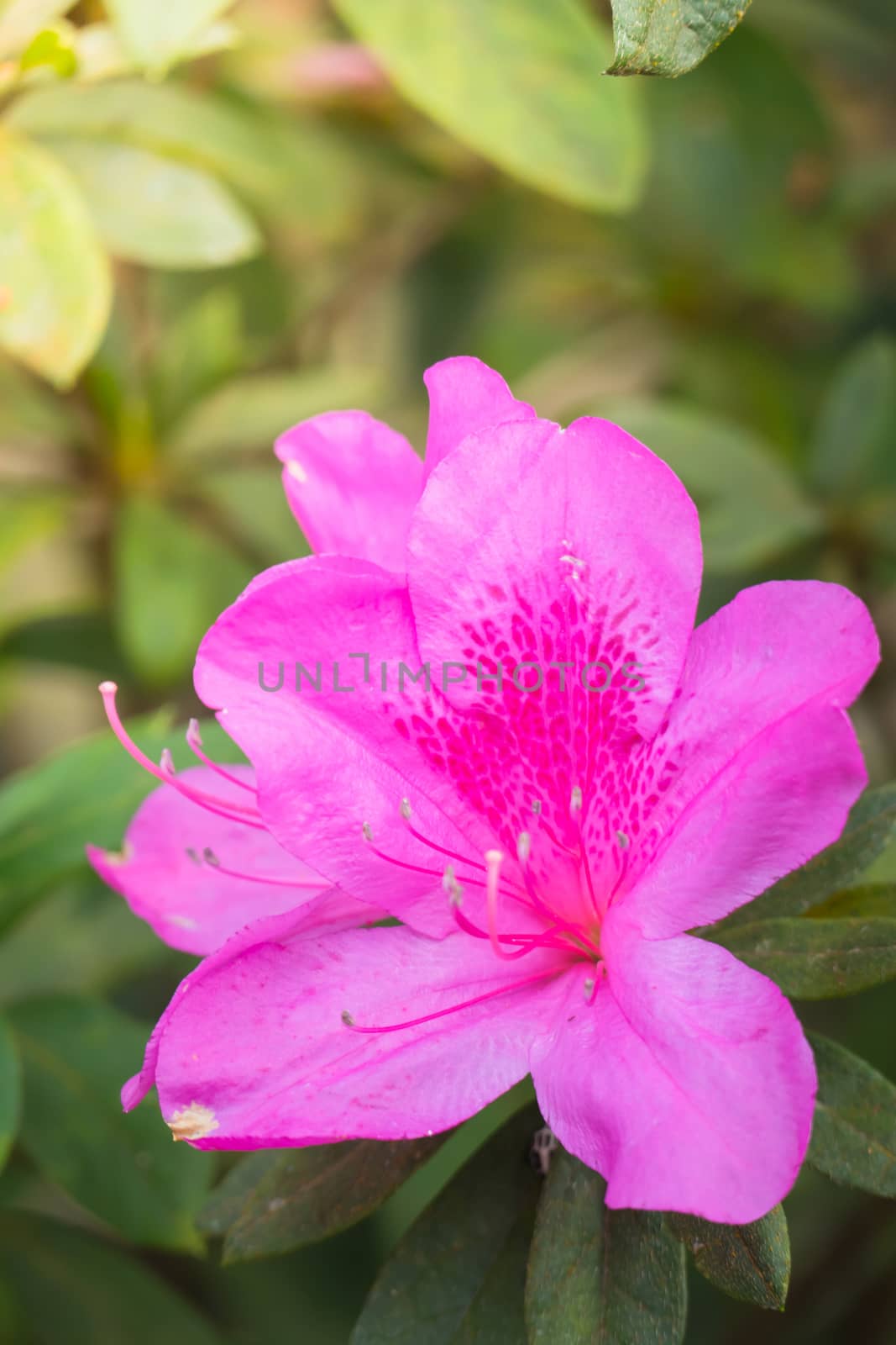 The background image of the colorful flowers, background nature