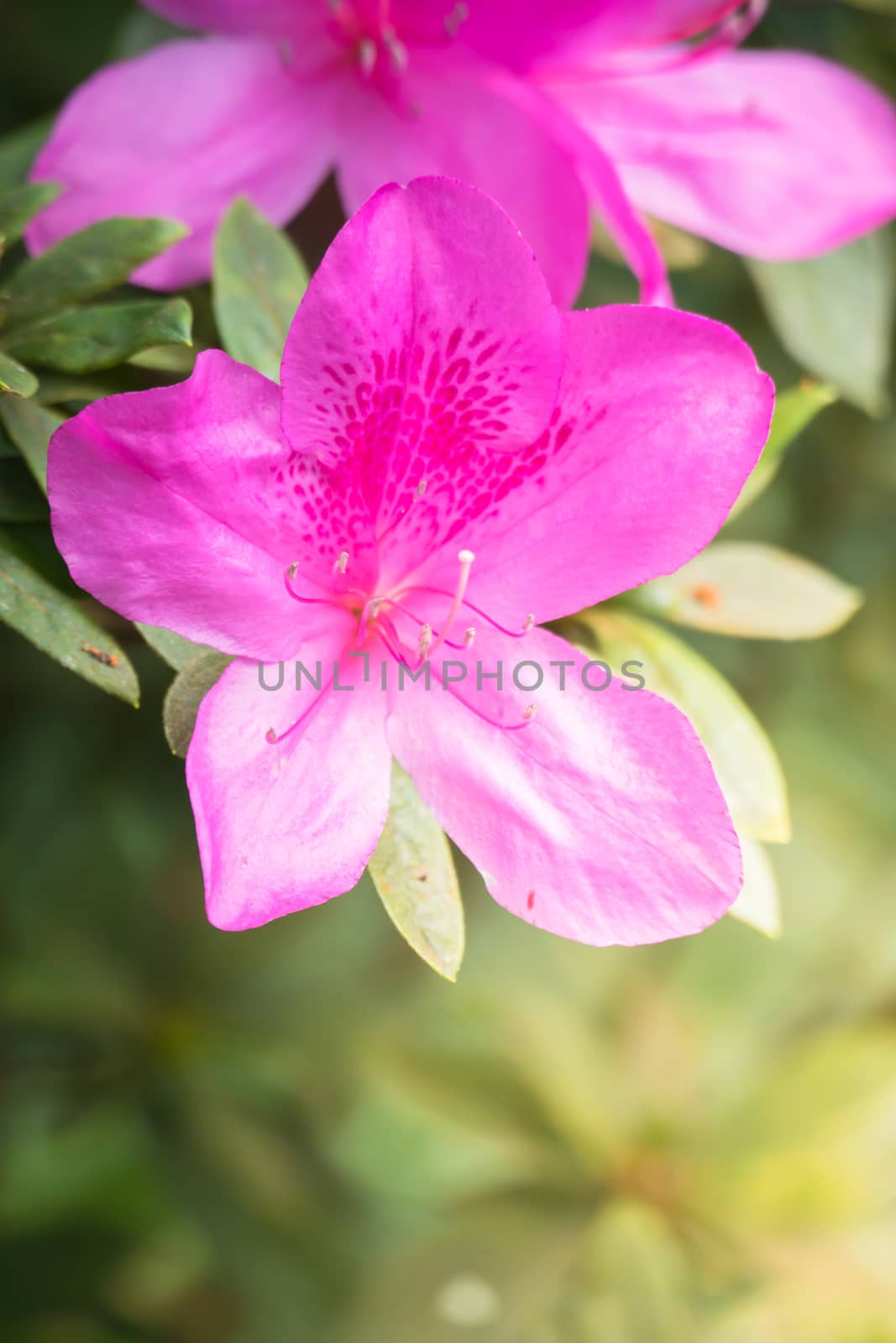 The background image of the colorful flowers, background nature