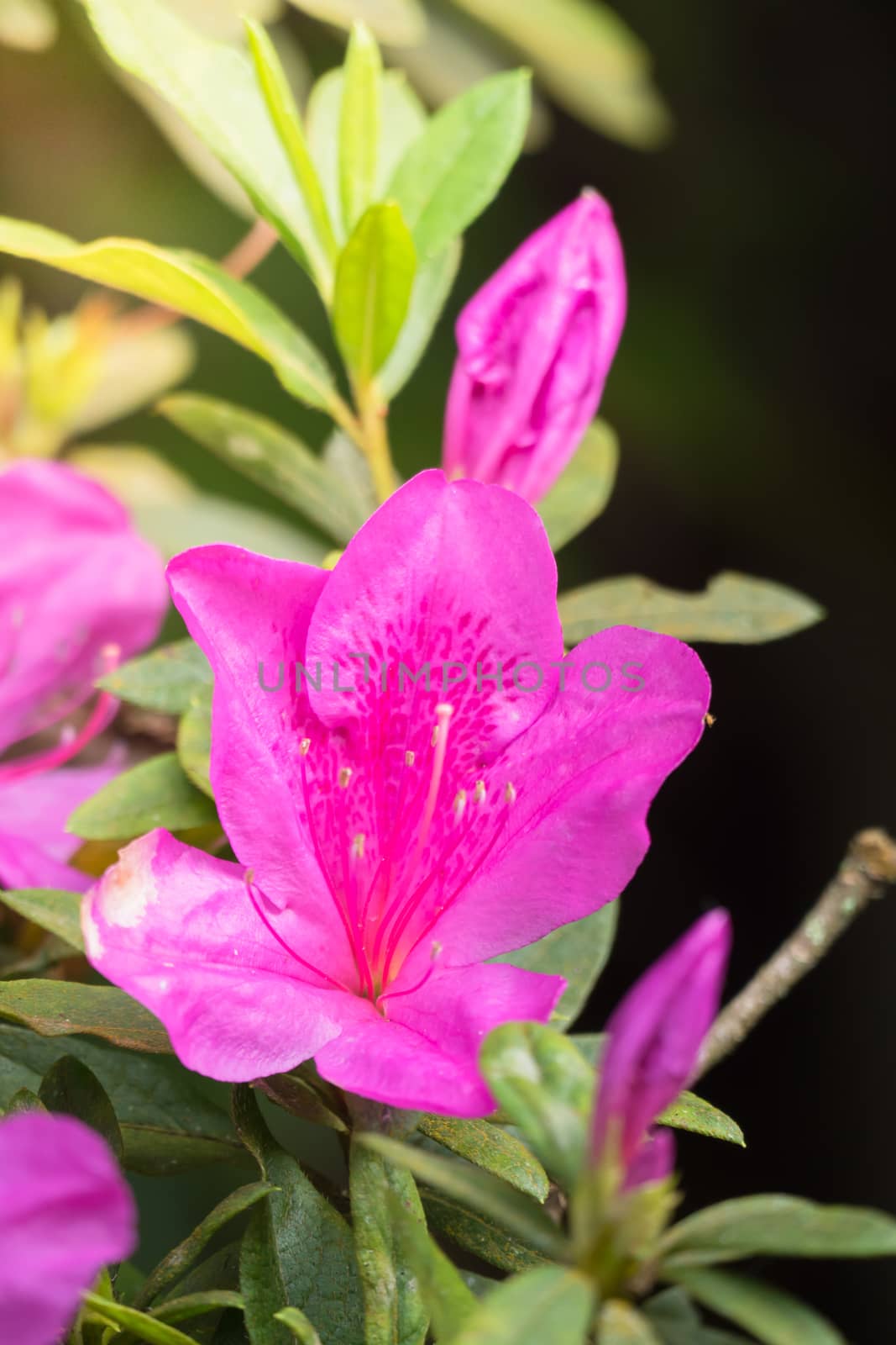 The background image of the colorful flowers, background nature