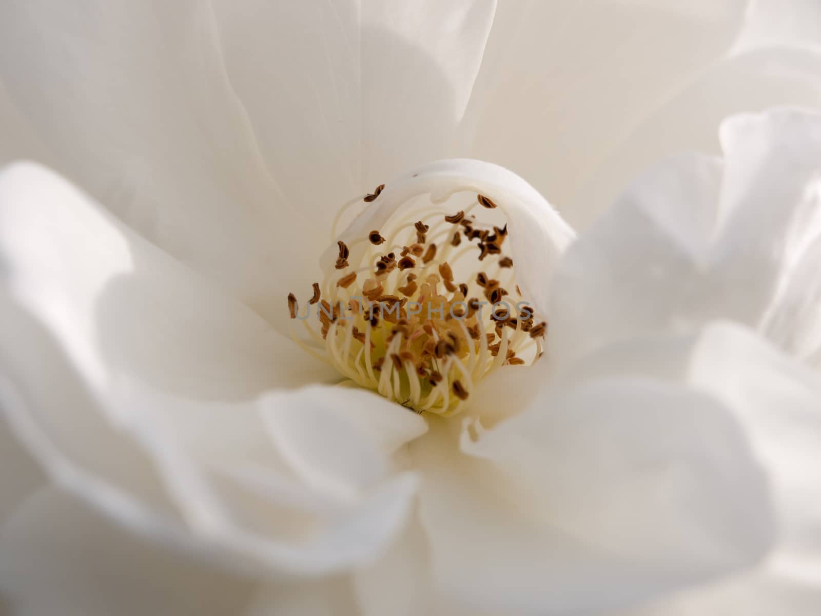 close up of inside centre of white rose petals stamen; Essex; England; UK
