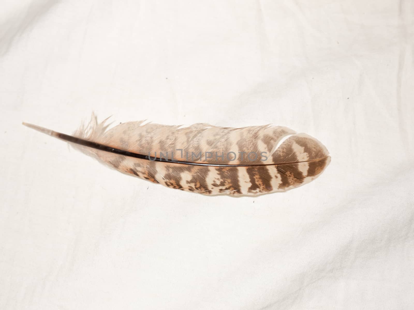 pretty colored feather of owl on white background; essex; england; UK