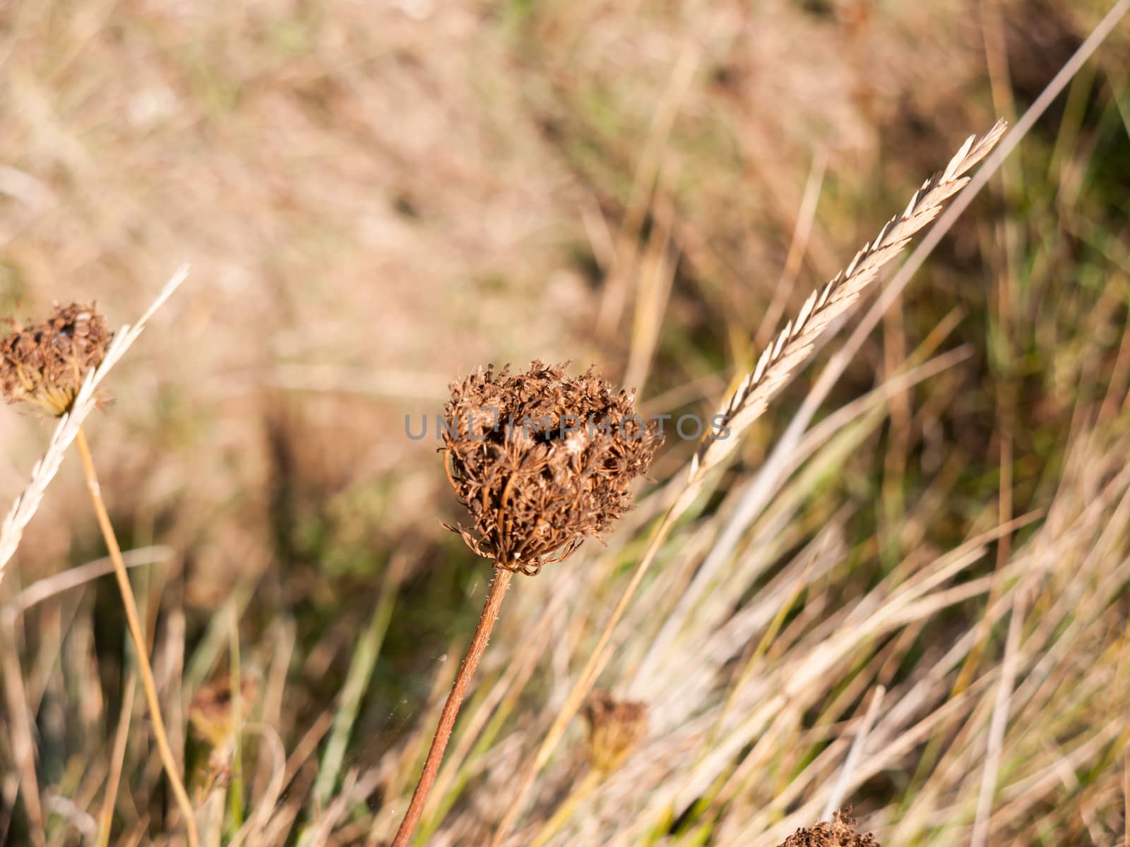 close up of dead brown flower head macro nature; essex; england; UK