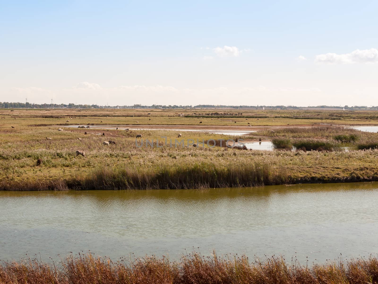 landscape view scene of sheep gazing on nature reserve stream upfront; essex; england; UK