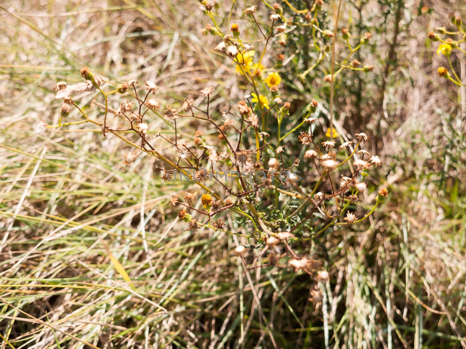 close up of dying branches of shrub outside; essex; england; UK