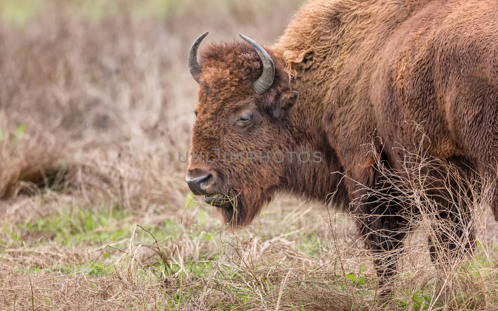 Bison Buffalo Portrait in a Grassy Field, Color Image
