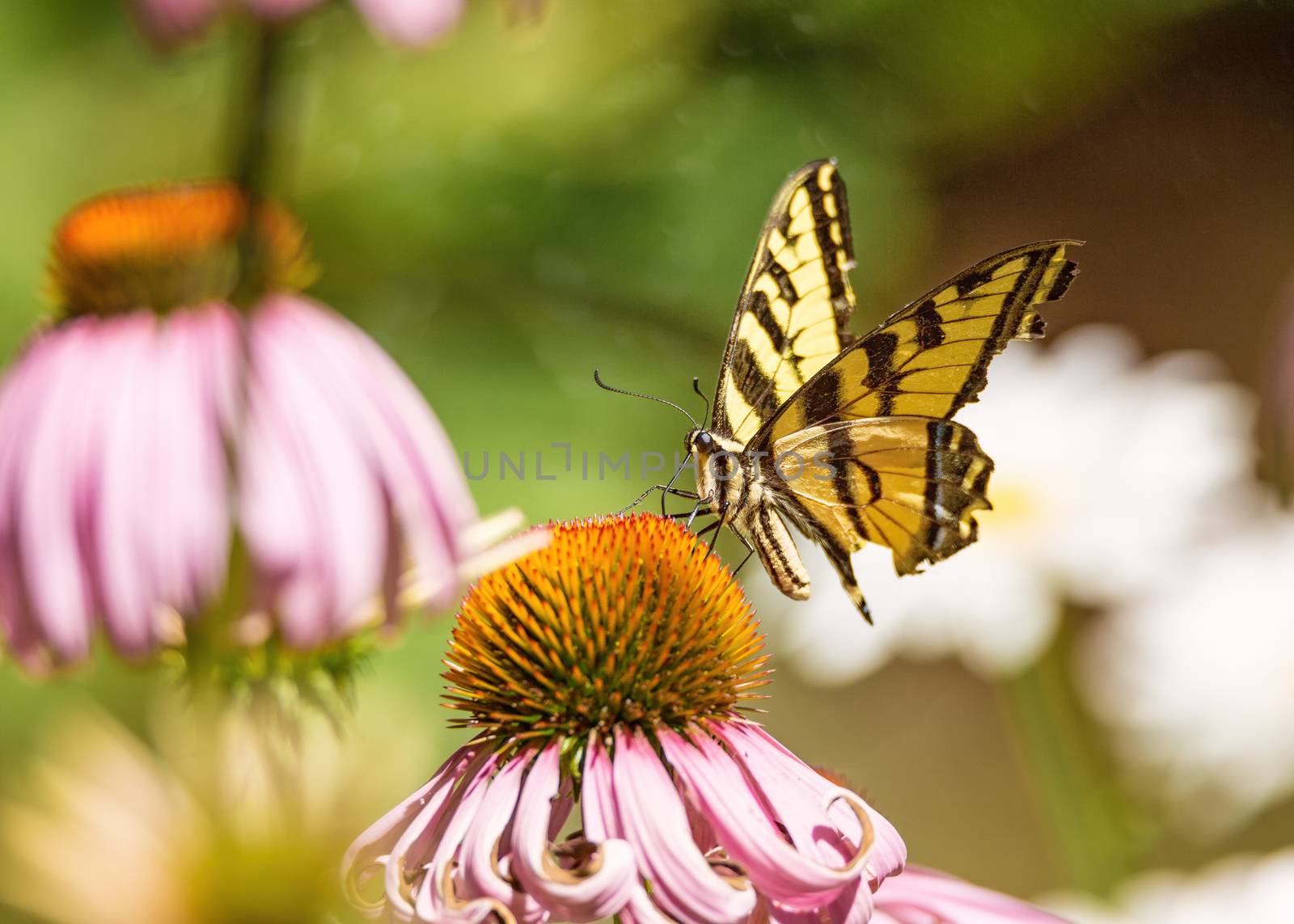 A yellow and black monarch butterfly drinks nectar from a flower.
