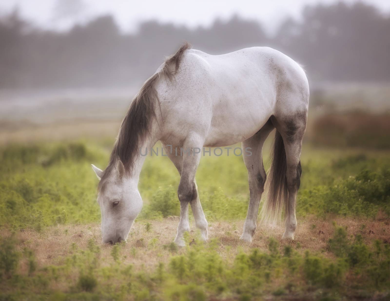 Horse in a Pasture on a Foggy Day Northern California, USA by backyard_photography