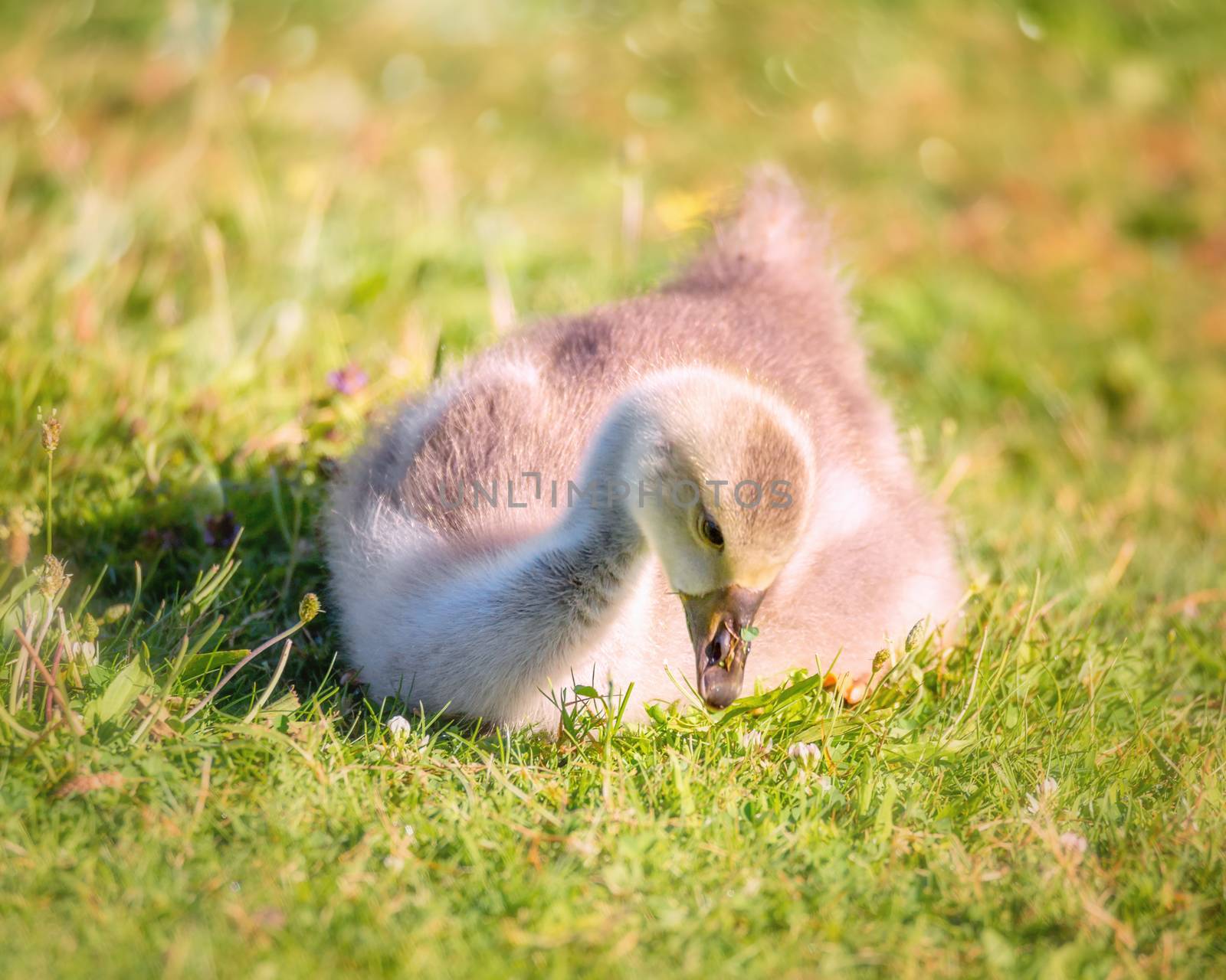 Gosling Chick Sitting in a Grassy Field by backyard_photography