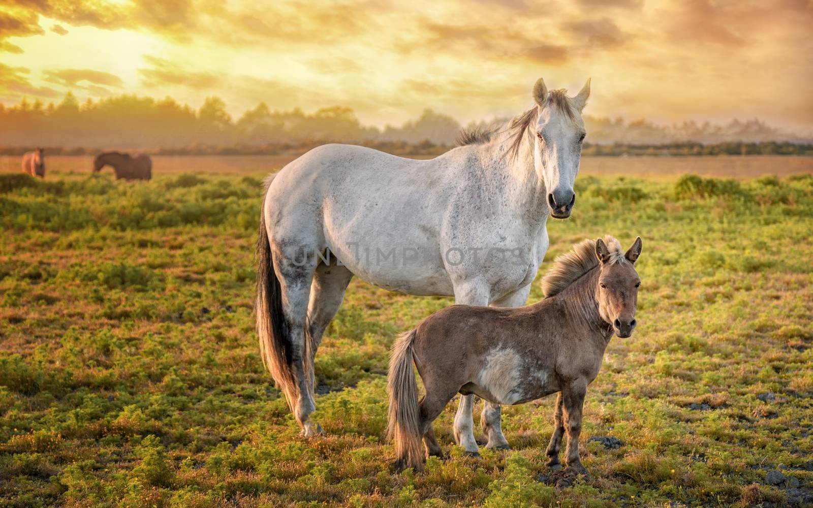 Horses in a Pasture with Orange Sunset, Northern California, USA by backyard_photography