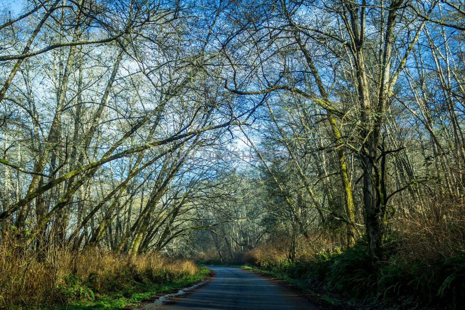 A tree-lined road in Northern California with blue sky and some clouds.