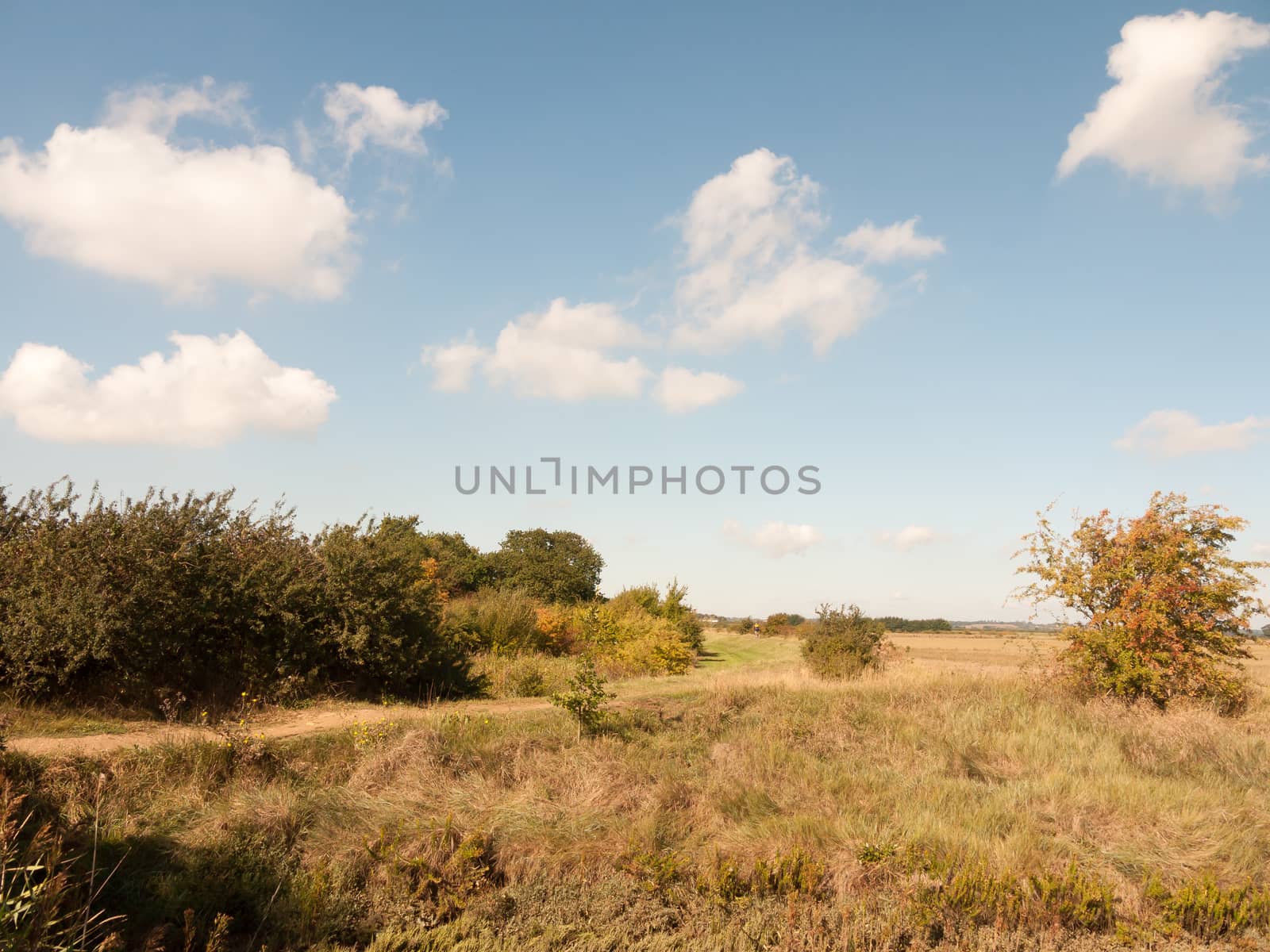 open marshland landscape scene with blue skies, clouds, and grass; essex; england; UK