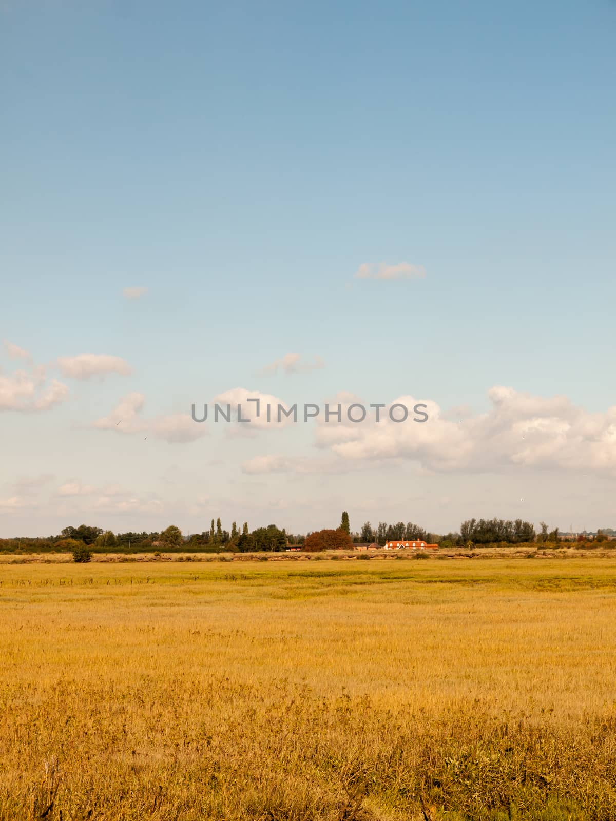 open marshland landscape scene with blue skies, clouds, and gras by callumrc