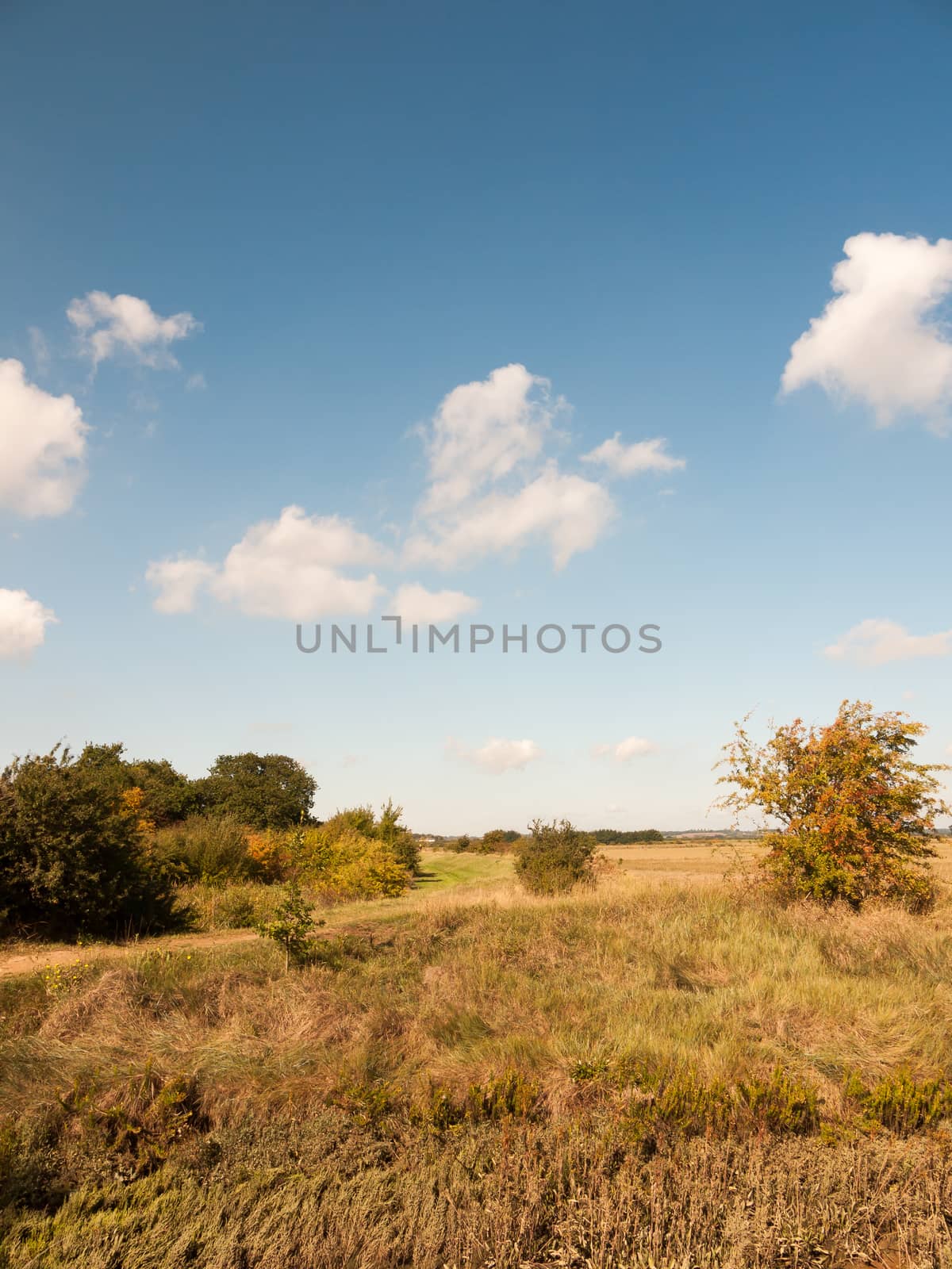 open marshland landscape scene with blue skies, clouds, and grass; essex; england; UK