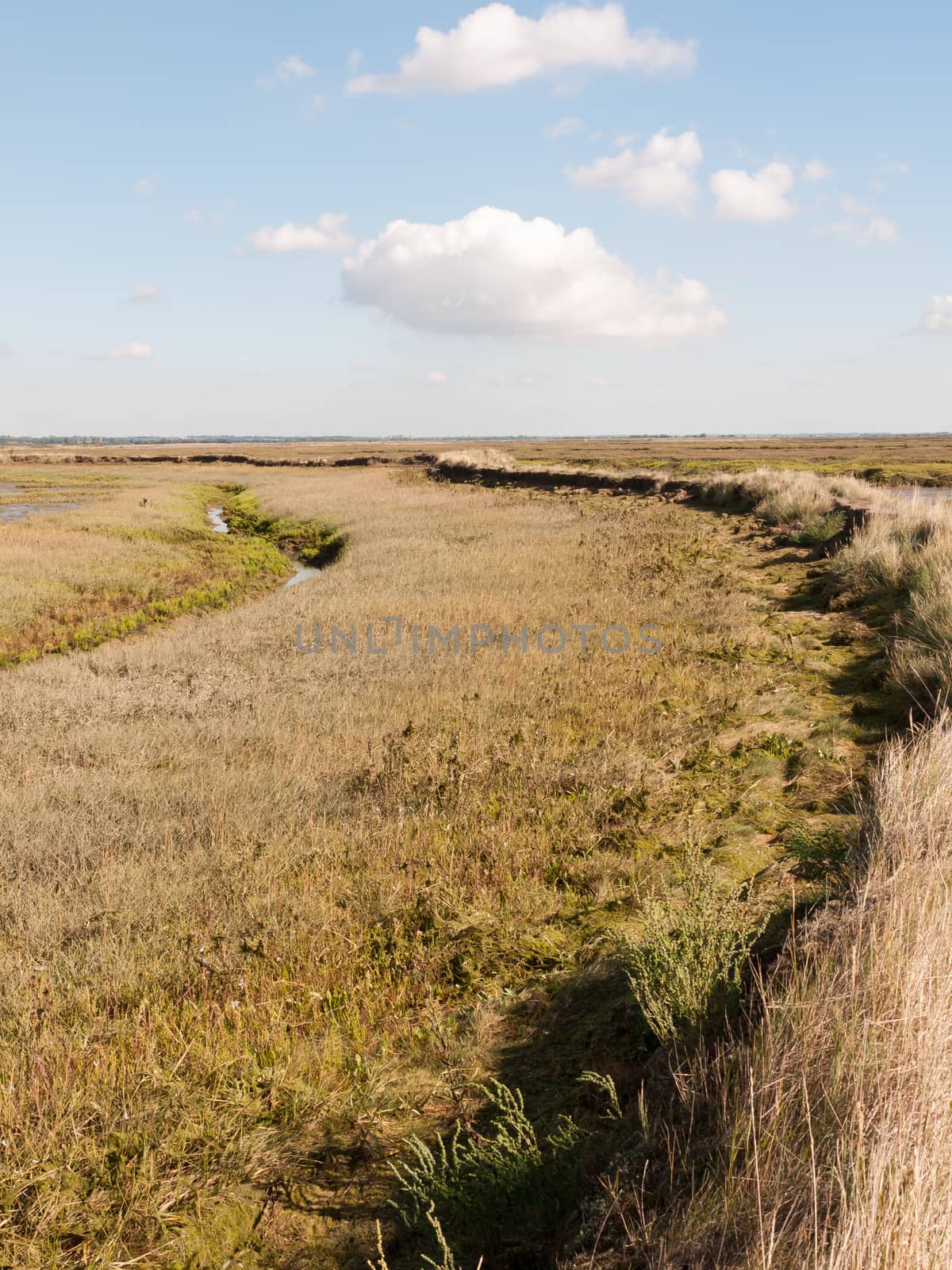 landscape grass marshland scene outside empty space no people walkway; essex; england; UK