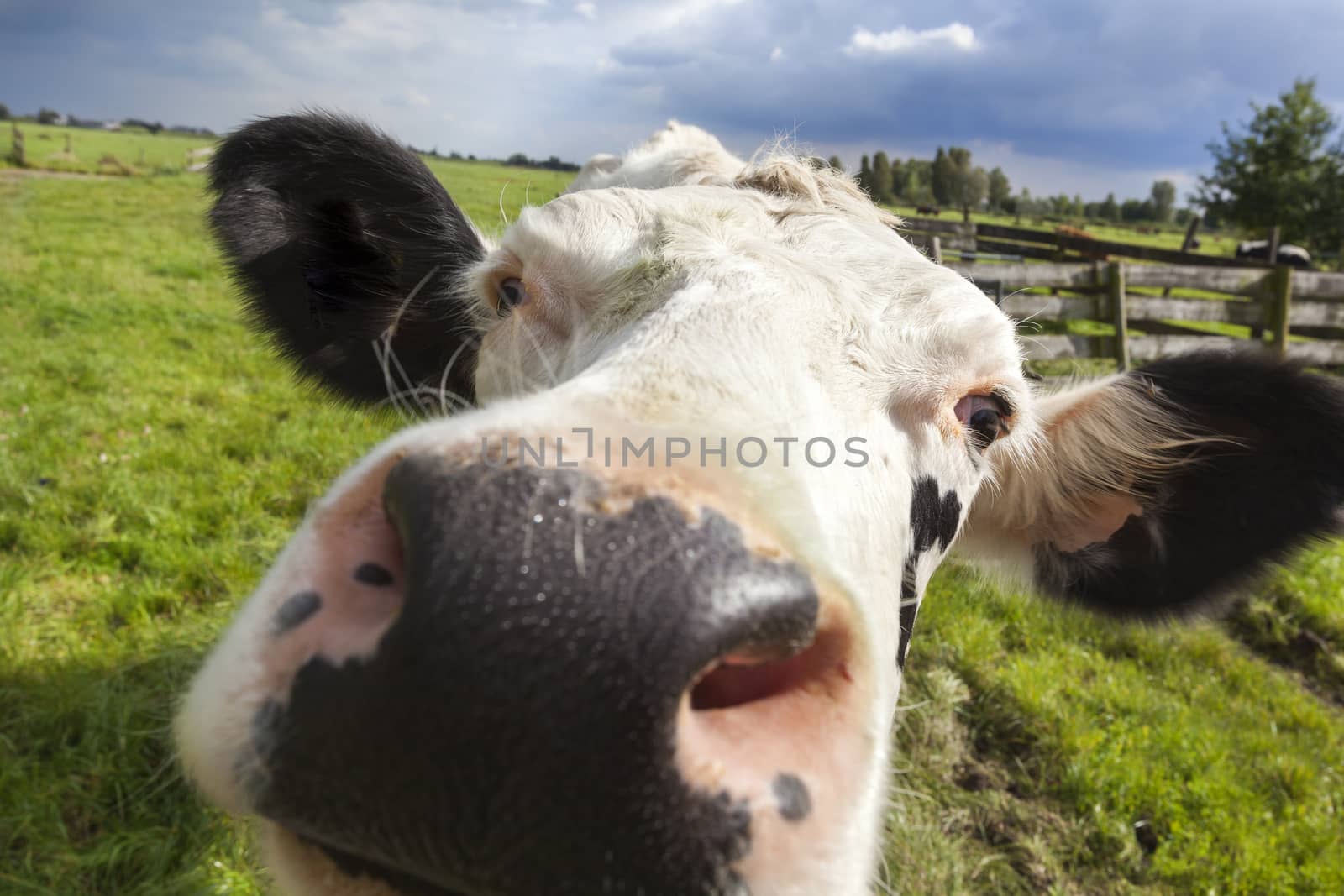 Close-up of a dutch cow head in the meadow of a Dutch polder landscape