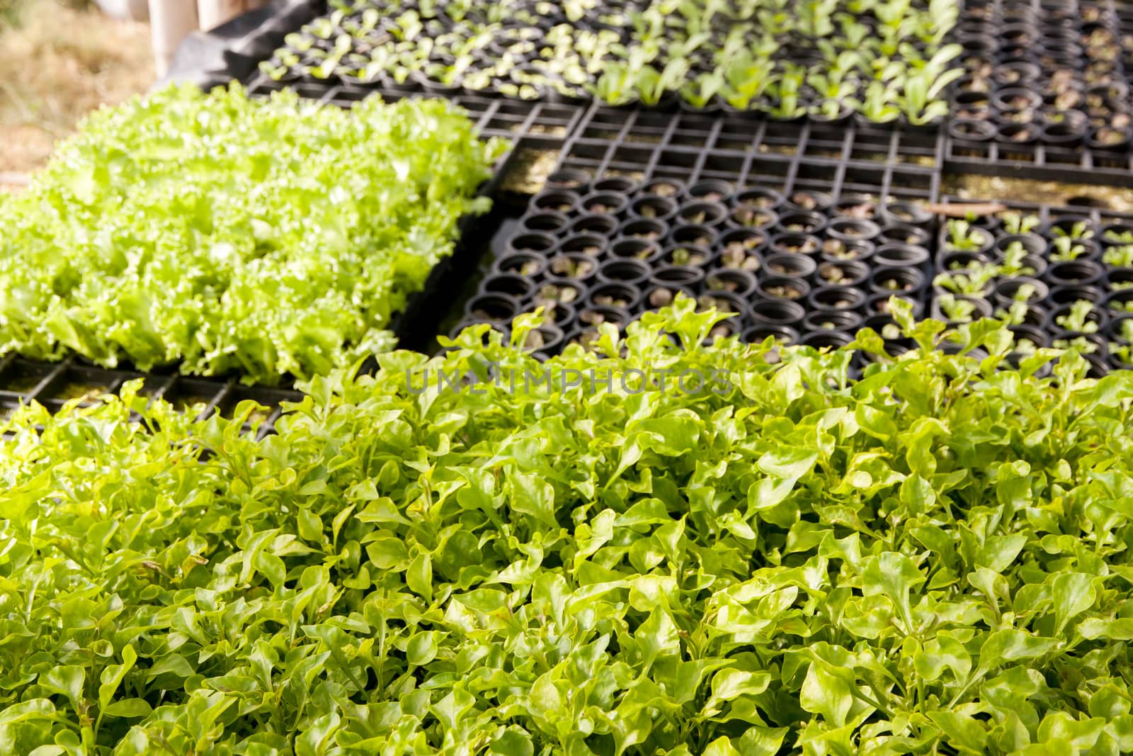 Organic hydroponic lettuce and Watercress (Nasturtium officinale) cultivation farm.