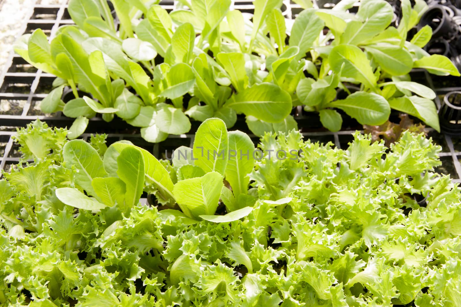 Organic hydroponic green cos romaine lettuce and Watercress (Nasturtium officinale) cultivation farm.
