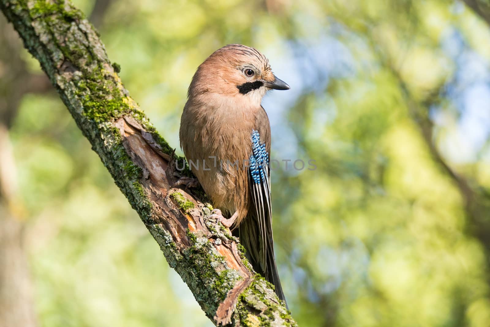 Garrulus glandarius on a branch by AlexBush