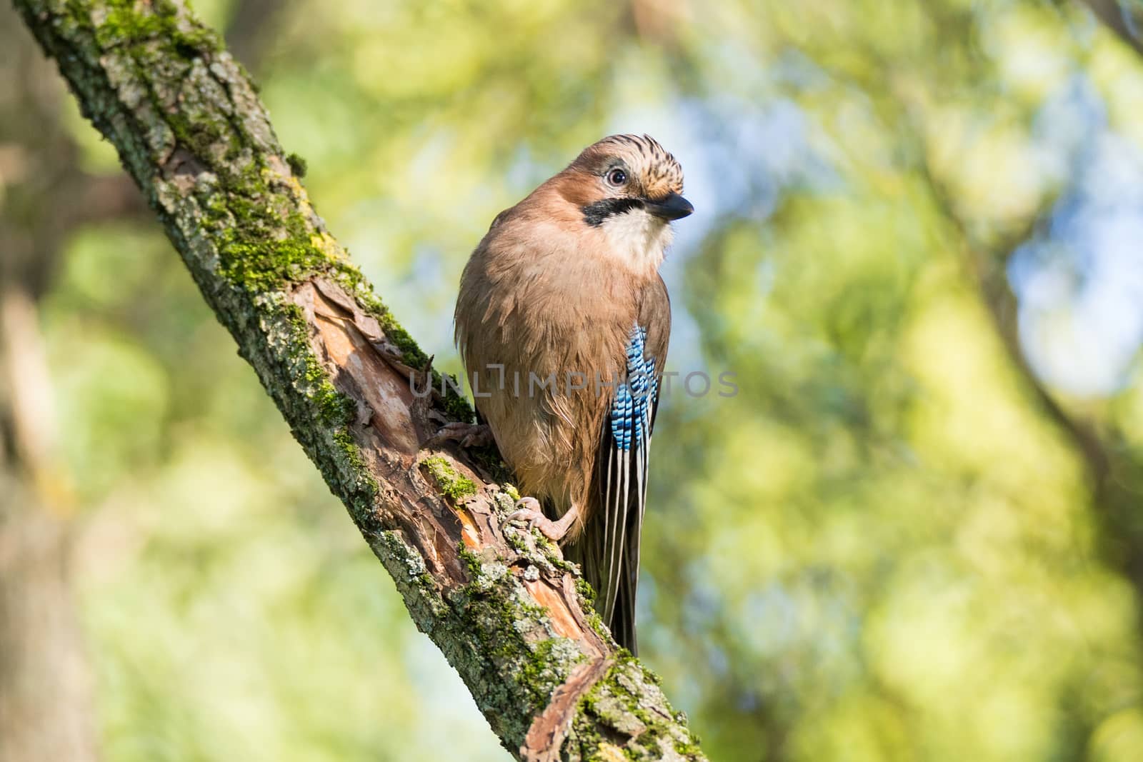 Garrulus glandarius on a branch, park, summer, autumn