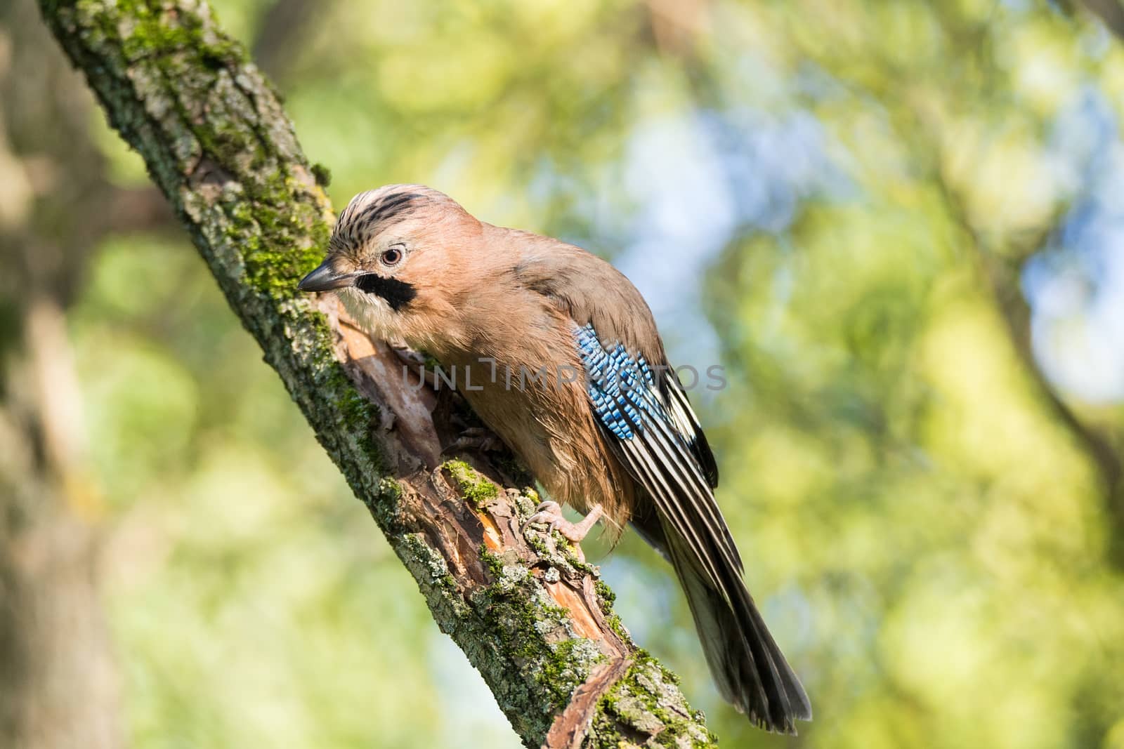 Garrulus glandarius on a branch by AlexBush