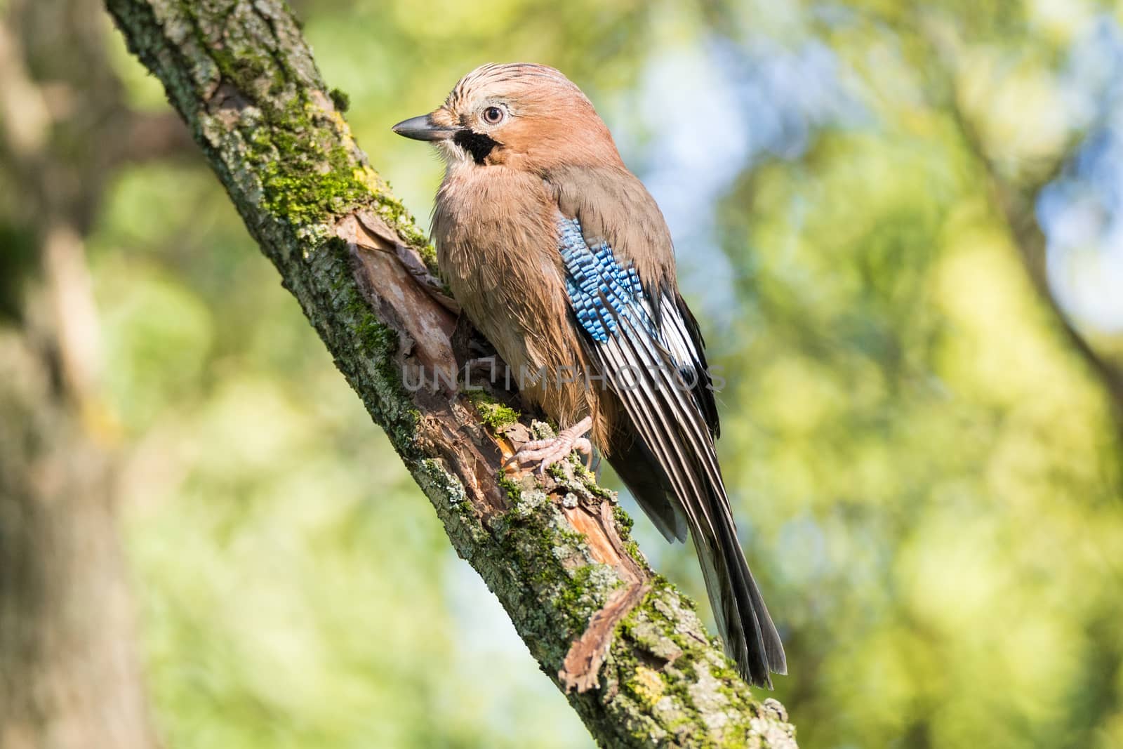 Garrulus glandarius on a branch, park, summer, autumn