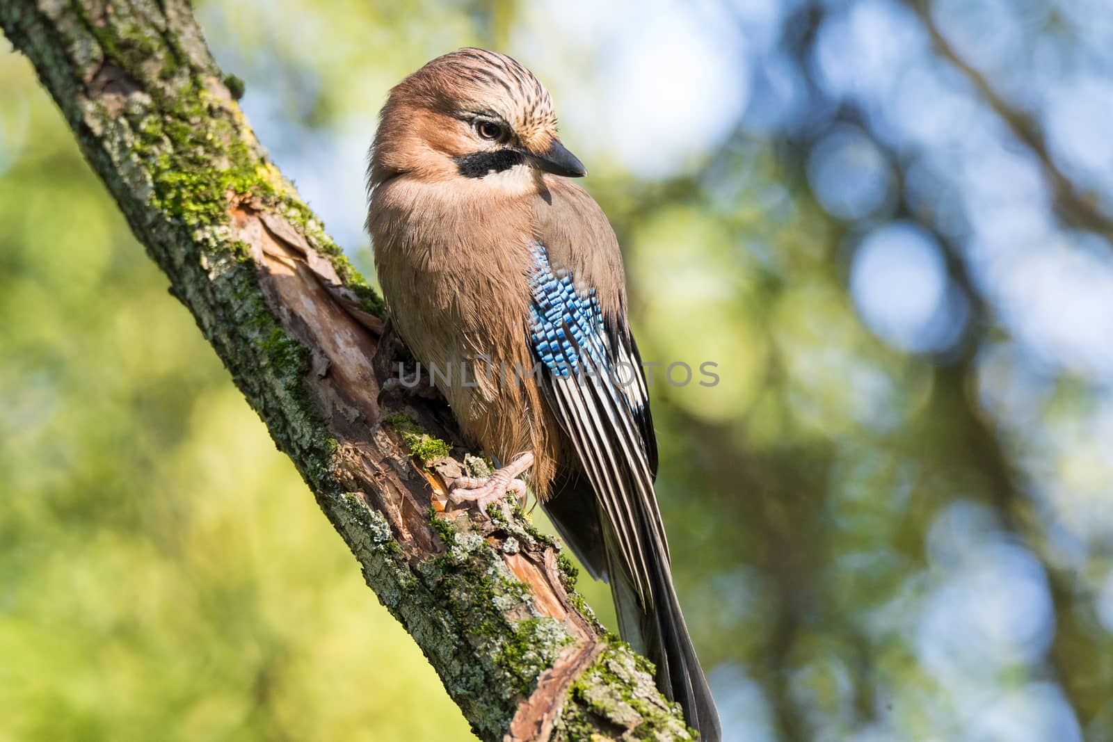 Garrulus glandarius on a branch by AlexBush