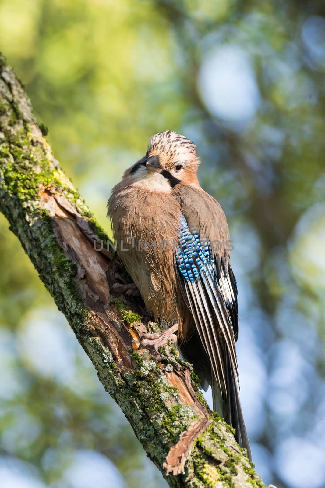 Garrulus glandarius on a branch by AlexBush