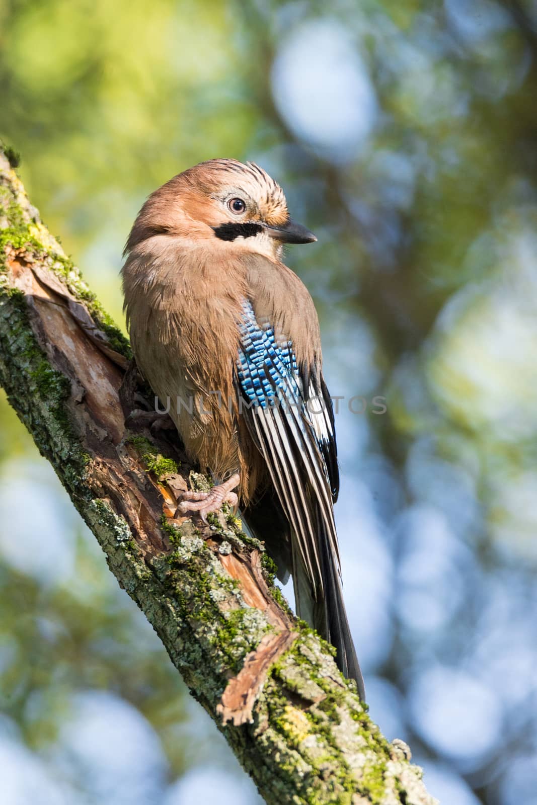 Garrulus glandarius on a branch, park, summer, autumn