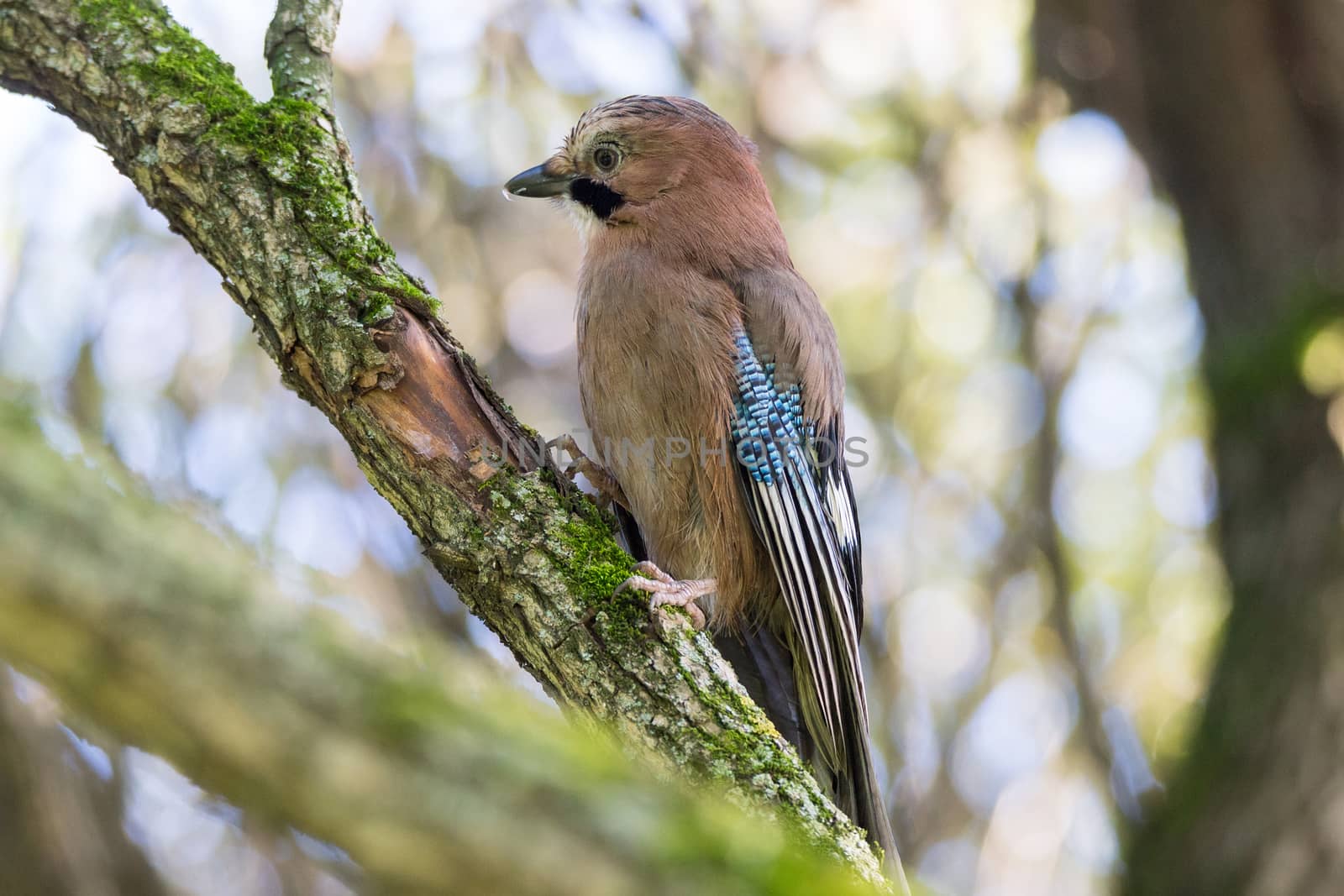 Garrulus glandarius on a branch, park, summer, autumn