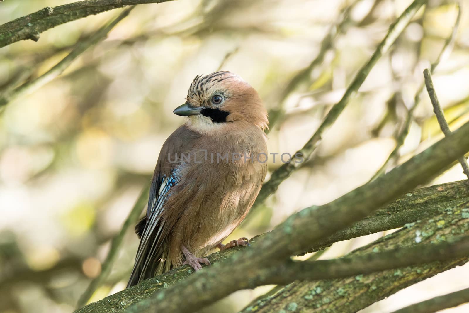 Garrulus glandarius on a branch, park, summer, autumn