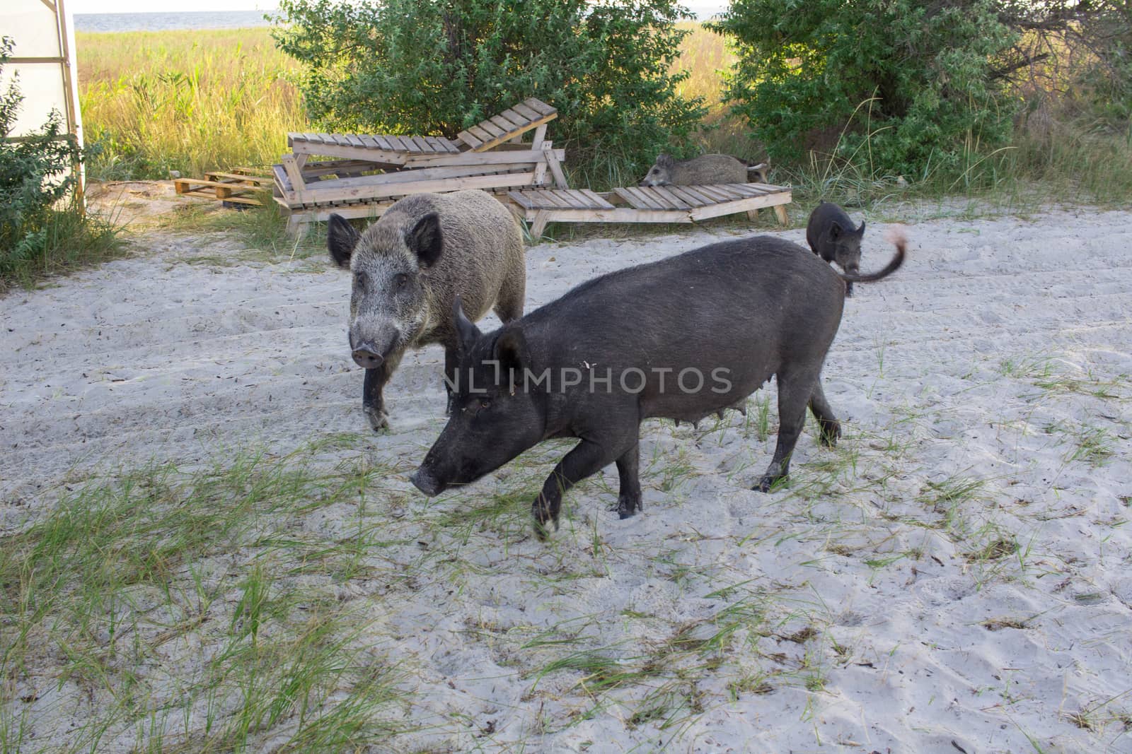 Wild pigs family walk on sea beach sands