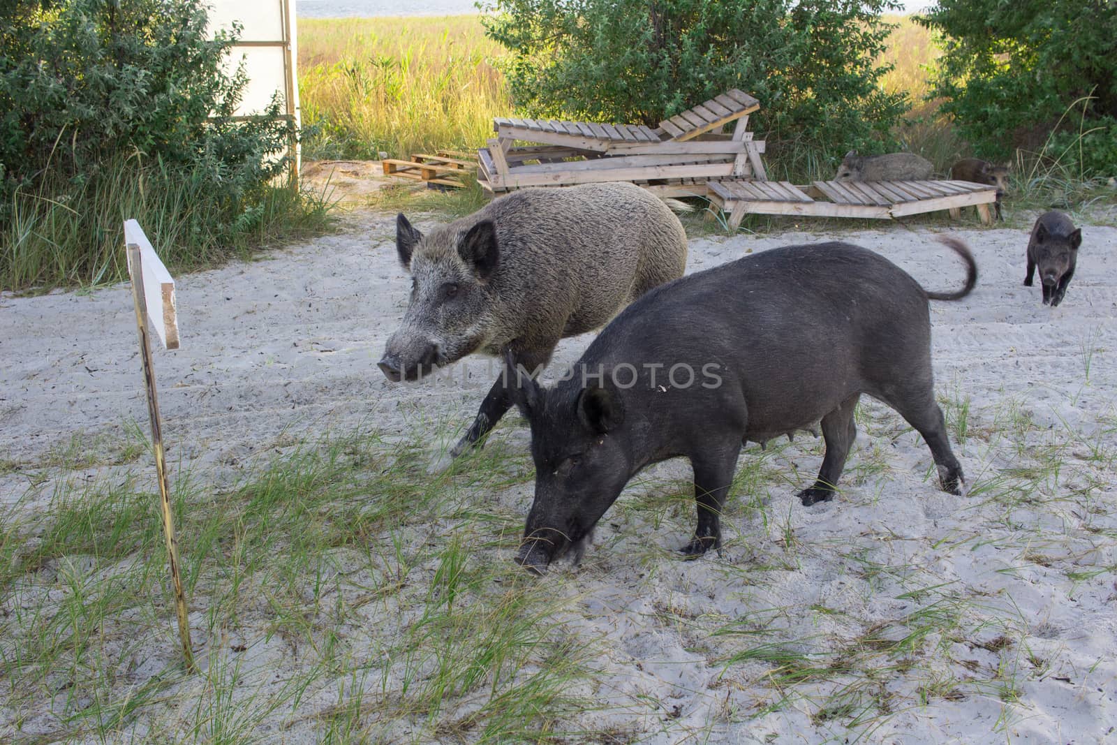 Wild pigs family walk on sea beach sands