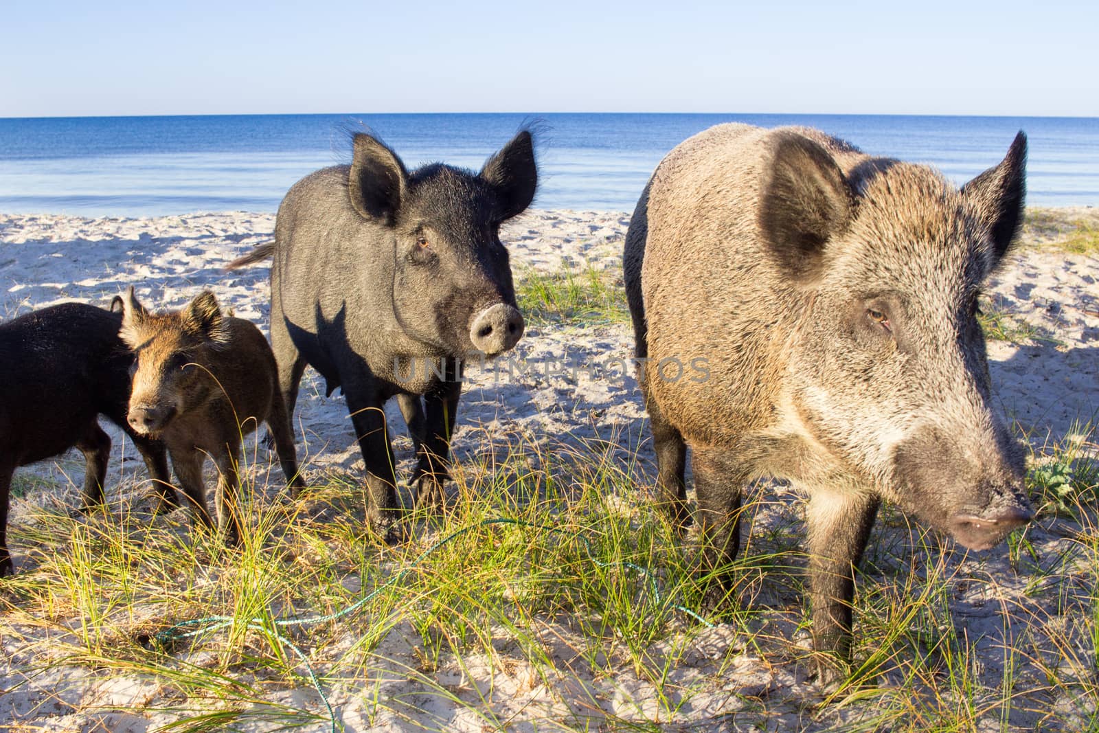 Wild pigs family walk on sea beach sands