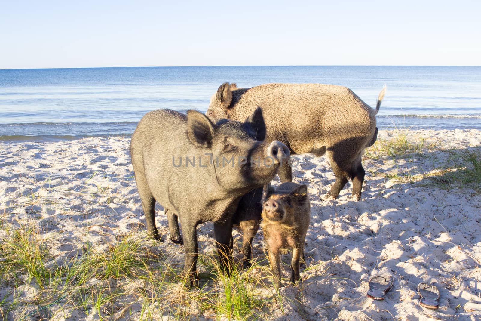 Wild pigs family walk on sea beach sands