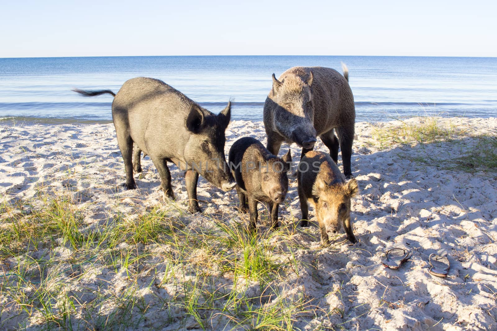 Wild pigs family walk on sea beach sands