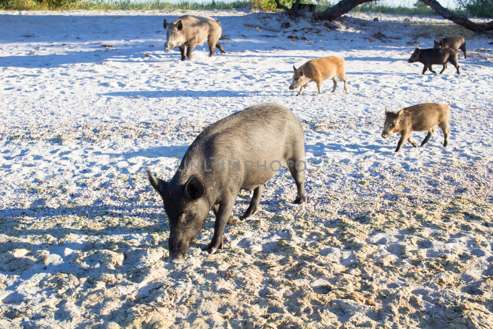 Wild pigs family walk on sea beach sands
