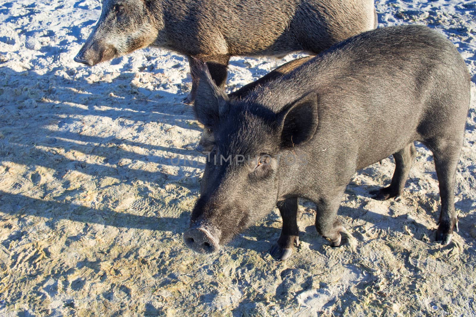 Wild pigs family walk on sea beach sands