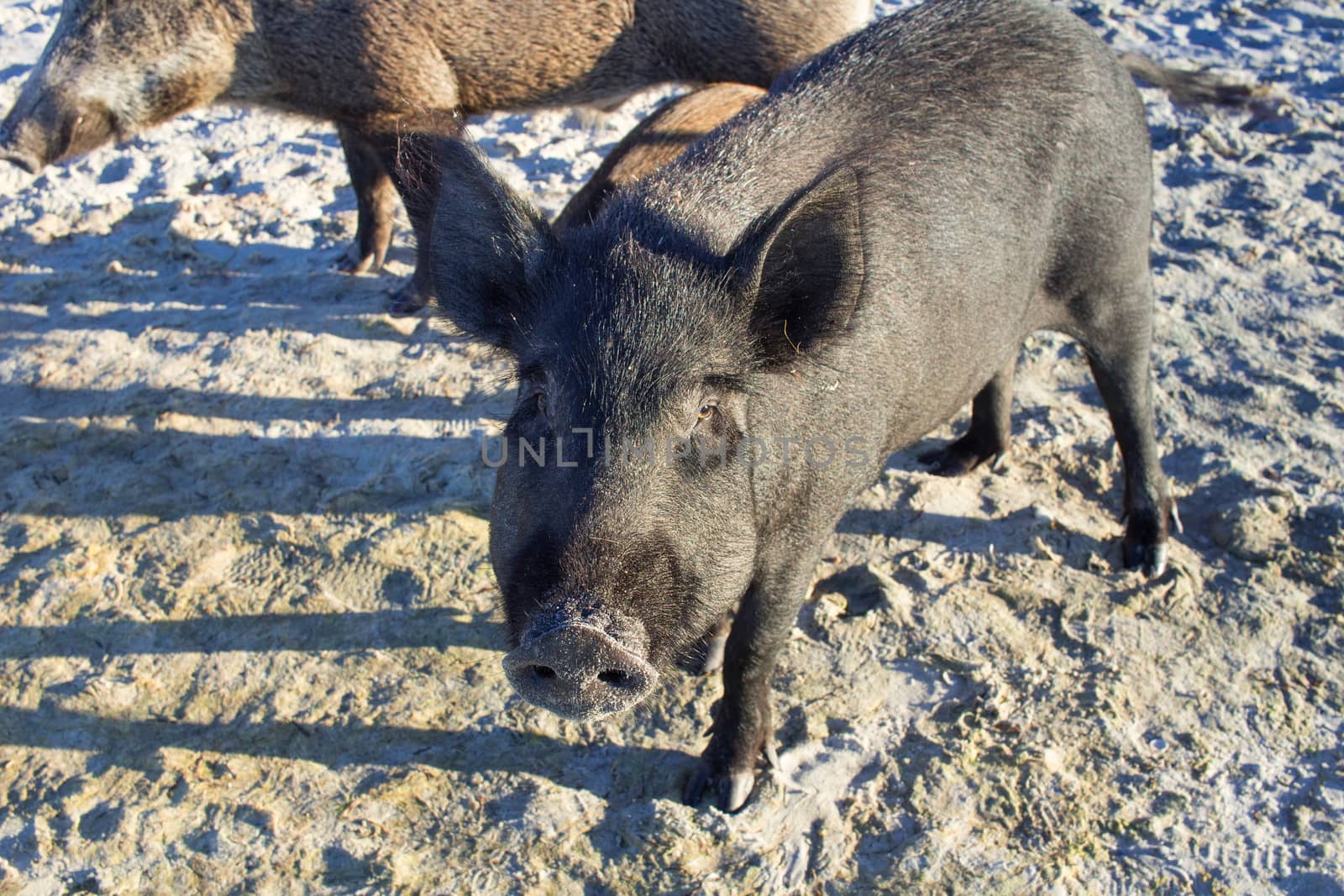 Wild pigs family walk on sea beach sands