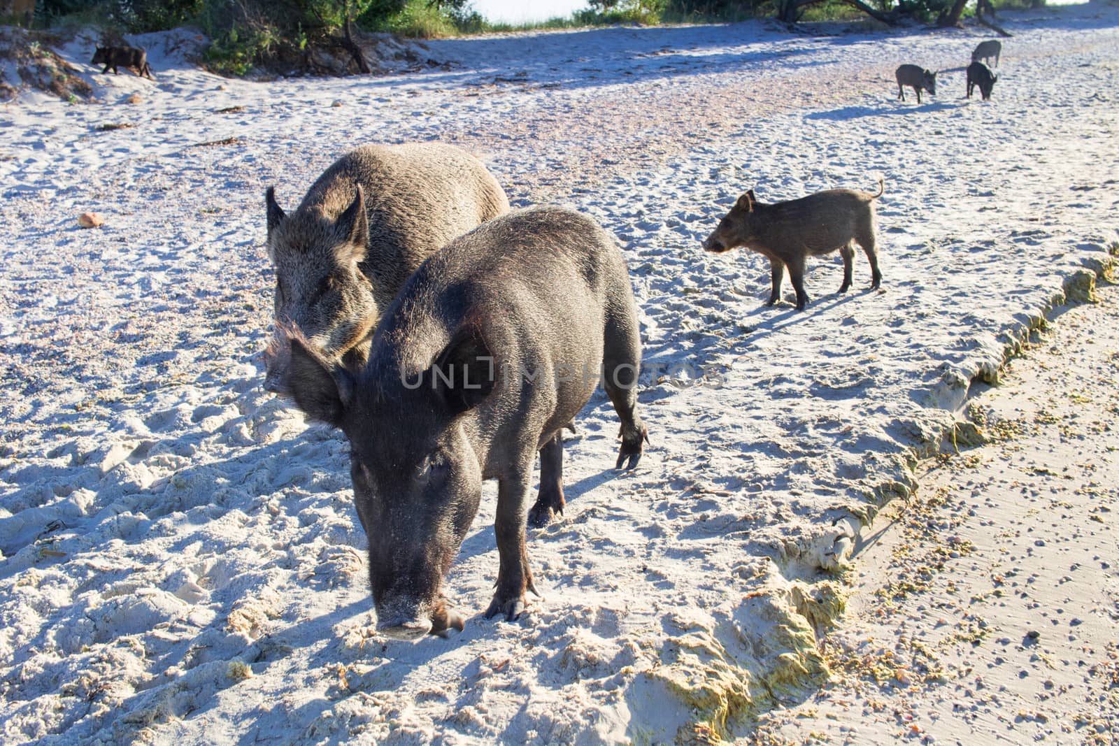 Wild pigs family walk on sea beach sands