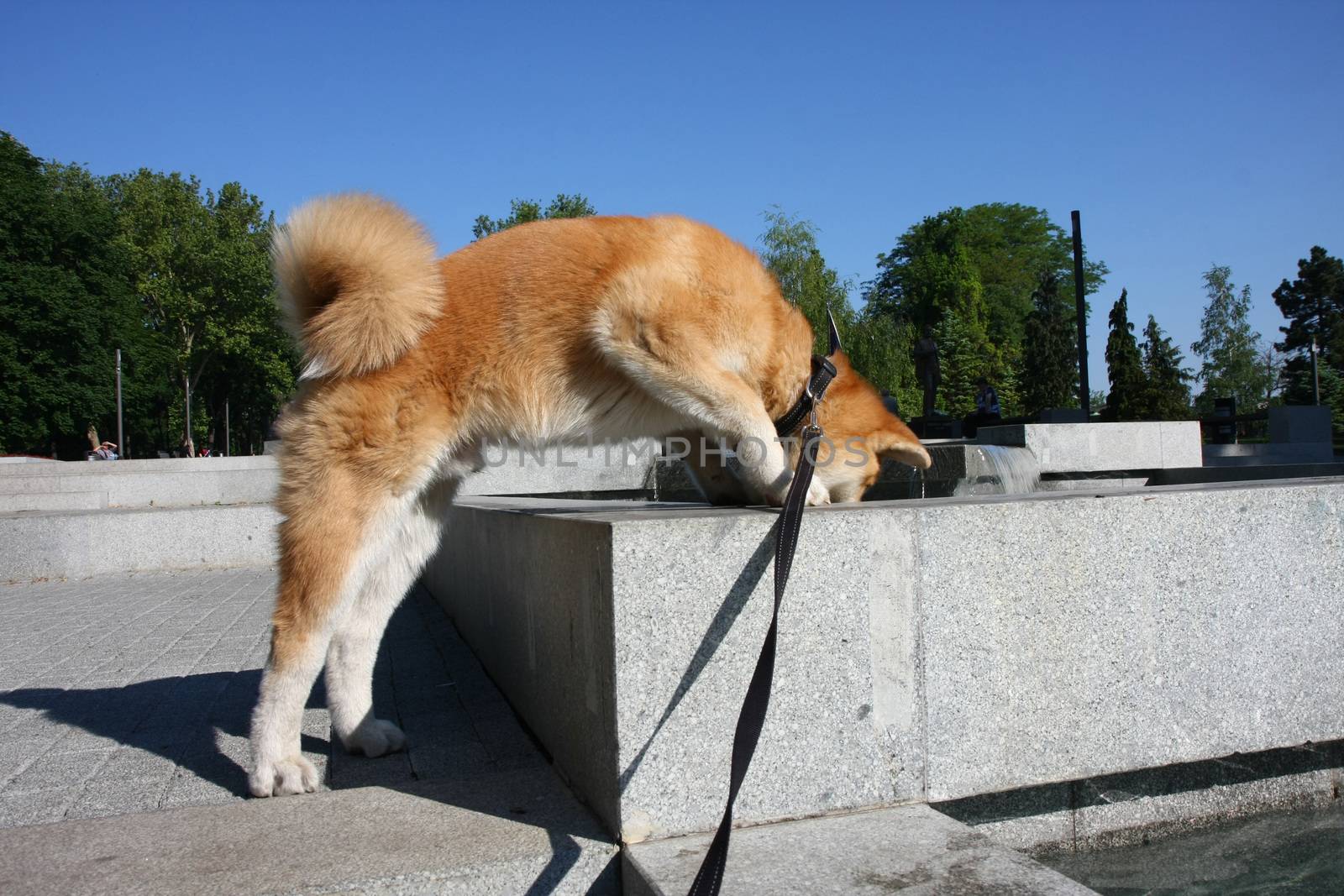 Thirsty Akita Inu puppy drinking water in public fountain